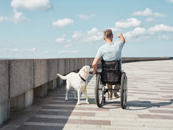 Back View Man in Wheelchair Walking Dog