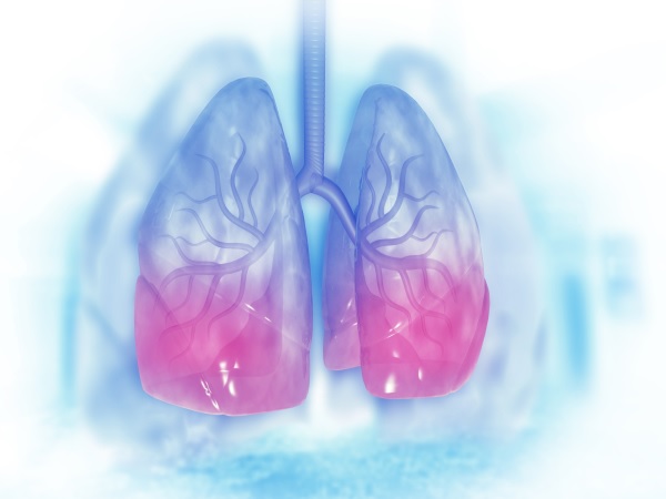 Human lungs on scientific background.3d illustration